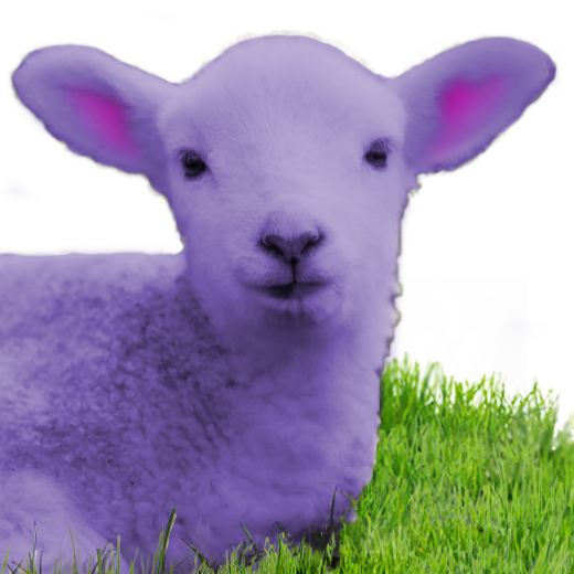 22 Medium Lamb Lilac