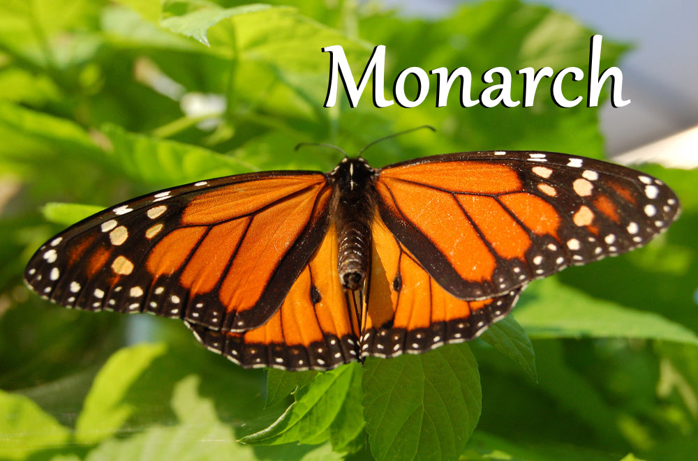 Butterfly Collection - MONARCH - Yarn Dyed to Order