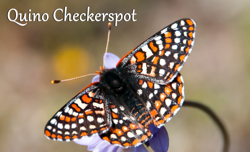 Butterfly Collection - QUINO CHECKERSPOT - Yarn Dyed to Order