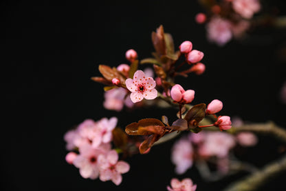 CHERRY BLOSSOM - Yarn Dyed to Order