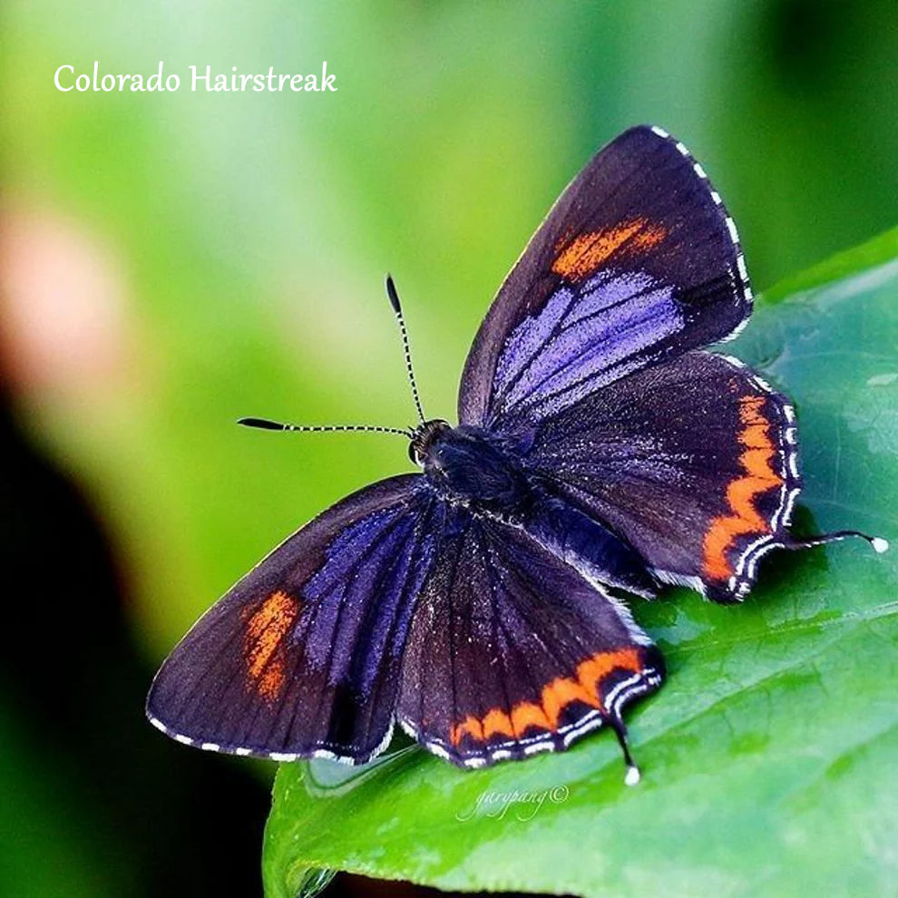 Butterfly Collection - COLORADO HAIRSTREAK on Stained Glass DK - Hand-Dyed Artisan Yarn