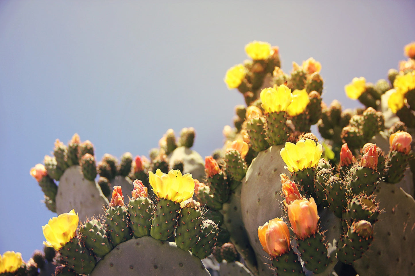 PRICKLY PEAR CACTUS Art Batts to Spin and Felt