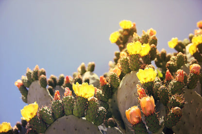 PRICKLY PEAR CACTUS Art Batts to Spin and Felt